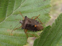 Pentatoma rufipes