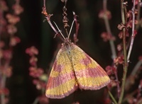 Lythria purpuraria - Purple-barred Yellow