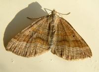 Scotopteryx chenopodiata - Shaded Broad-bar