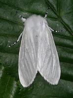 Leucoma salicis - White Satin Moth