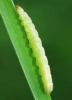 Mesapamea didyma - Lesser Common Rustic