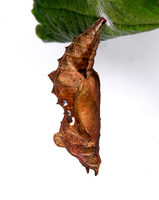 Polygonia c-album - Comma