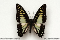 Graphium chironides