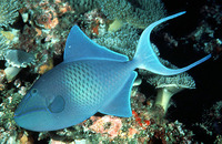 Odonus niger, Redtoothed triggerfish: fisheries, aquarium