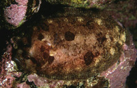 Zeugopterus punctatus, Topknot: