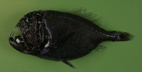 Anoplogaster cornuta, Common fangtooth: