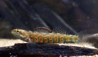 Etheostoma hopkinsi, Christmas darter: