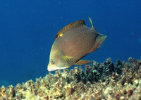 Epibulus insidiator, Slingjaw wrasse: fisheries, aquarium