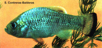 Cyprinodon alvarezi, Potosi pupfish: