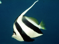 Heniochus diphreutes, False moorish idol: aquarium