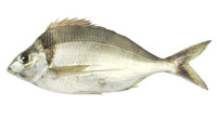 Nemadactylus macropterus, Tarakihi: fisheries, gamefish