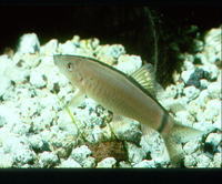 Yasuhikotakia morleti, Skunk botia: aquarium