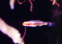 Trimma tevegae, Blue-striped cave goby: aquarium