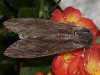 Agrius convolvuli - Convolvulus Hawk-moth