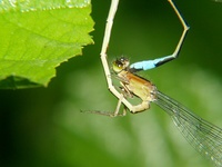 Ischnura elegans - Blue-tailed Damselfly