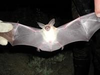 Image of: Antrozous pallidus (pallid bat)