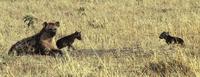 Image of: Crocuta crocuta (spotted hyena)