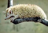 Image of: Echinops telfairi (lesser hedgehog tenrec)