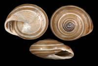 Alabastrina pallary