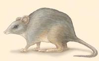 Image of: Potorous tridactylus (long-nosed potoroo)