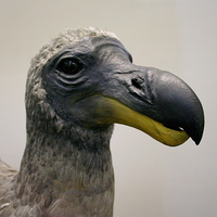 Raphus cucullatus - Dodo