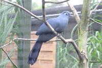 Coua caerulea - Blue Coua