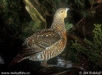 Tetrao urogallus - Western Capercaillie