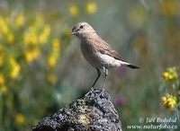 Oenanthe isabellina - Isabelline Wheatear