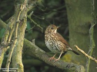 Turdus philomelos clarkei