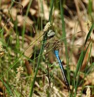 Image of: Anax junius (green darner)