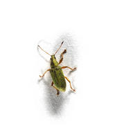 Image of: Curculionidae (snout beetles and weevils)