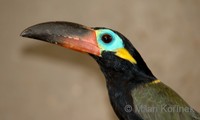 Selenidera culik - Guianan Toucanet