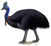 Image of: Casuarius casuarius (southern cassowary)