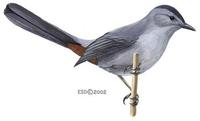 Image of: Dumetella carolinensis (gray catbird)