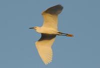 Image of: Egretta thula (snowy egret)