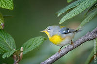 Image of: Parula americana (northern parula)