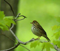 Image of: Seiurus aurocapilla (ovenbird)