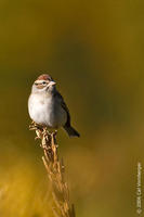 Image of: Spizella passerina (chipping sparrow)
