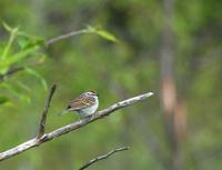 Image of: Spizella passerina (chipping sparrow)