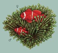 Image of: Premnas biaculeatus (maroon clownfish)