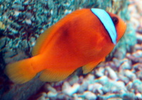 Amphiprion frenatus - Blackback Anemonefish