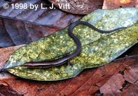 Image of: Iphisa elegans