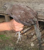 Bronze-tailed Peacock Pheasant - Polyplectron chalcurum