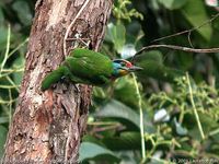 Black-browed Barbet - Megalaima oorti