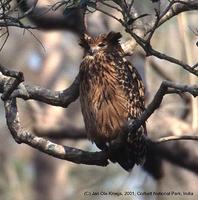 Tawny Fish Owl - Ketupa flavipes