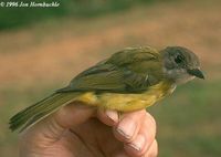 Yellow-bellied Whistler - Pachycephala philippinensis