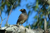 Common Myna