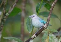 Blue-gray Tanager (Thraupis episcopus) photo