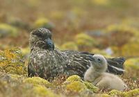 Brown Skua (Catharacta lonnbergi) photo