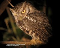 Tropical Screech-Owl - Megascops choliba